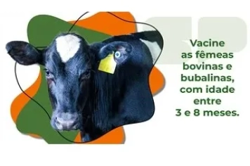 Campanha de vacinação contra a Brucelose 