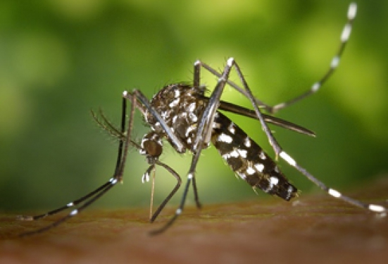 PRACINHA REGISTRA PRIMEIRO CASO DE DENGUE EM 2019