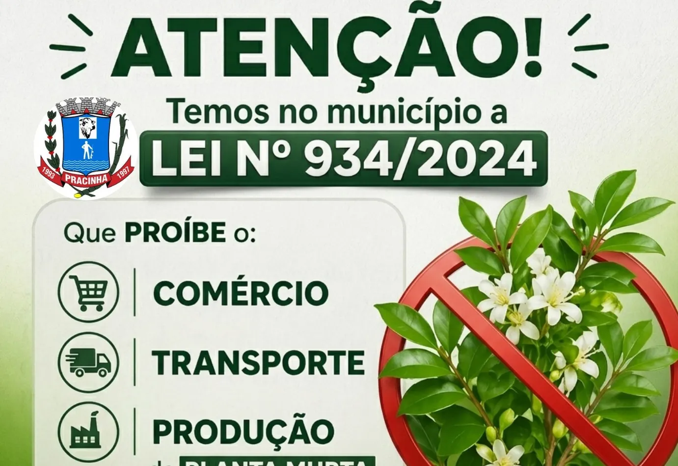 Está em vigor no município a Lei nº 934/2024, que proíbe o comércio, transporte e produção da planta murta.